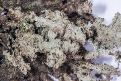 Pseudocyphellaria granulata