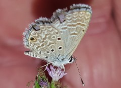 Hemiargus hanno hanno