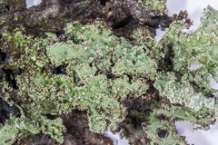 Pseudocyphellaria granulata