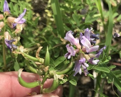 Astragalus distortus