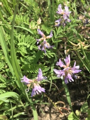 Astragalus distortus