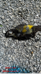 Coereba flaveola caboti