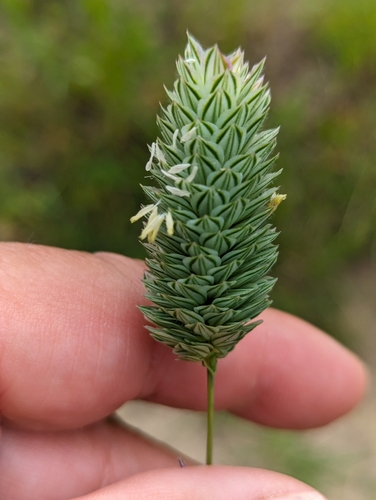 Image of Annual Canarygrass (Phalaris canariensis) by no rights reserved