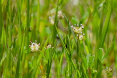 Trifolium depauperatum