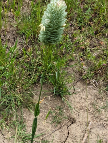 Image of Phalaris canariensis by no rights reserved