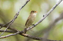 Thick-Billed Warbler photo 5
