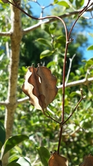 Dioscorea pteropoda