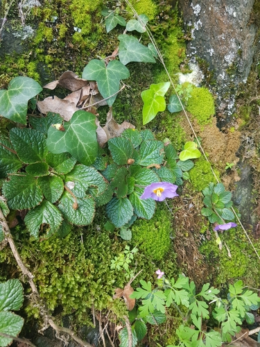Natalie's Ramonda (Ramonda nathaliae)