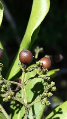 Coptosperma