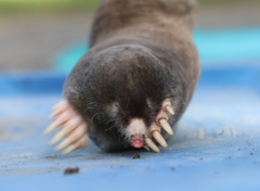 Townsend's Mole photo 2