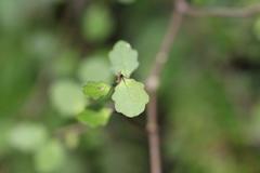Melicytus micranthus