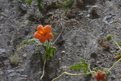 Caiophora contorta