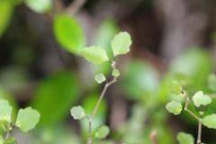 Melicytus micranthus
