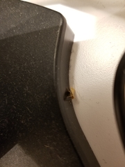 Lepidoptera