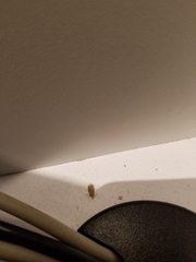 Lepidoptera