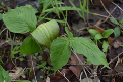 Arisaema triphyllum
