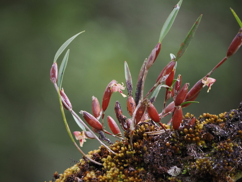 Dendrobium angustifolium (Blume) Lindl.