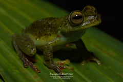 Boana rufitela