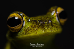 Boana rufitela