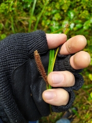Carex lambertiana