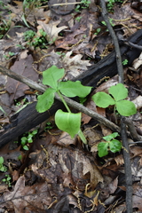 Arisaema triphyllum