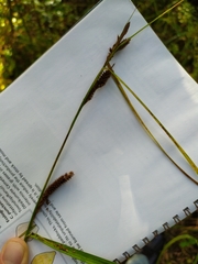 Carex lambertiana