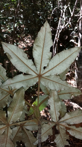Stachyandra viticifolia image