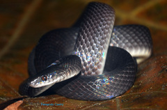Oxyrhopus petolarius