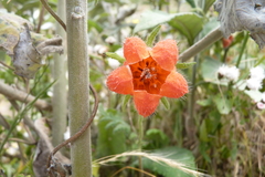 Caiophora contorta