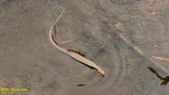 Scincella vandenburghi