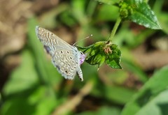Hemiargus hanno hanno