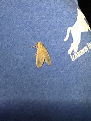 Halysidota cinctipes
