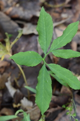 Arisaema dracontium
