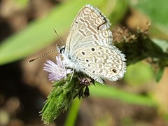 Hemiargus hanno hanno