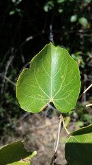 Helmiopsis pseudopopulus