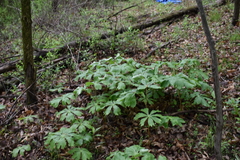 Podophyllum peltatum