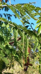 Colvillea racemosa image