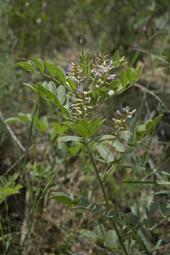 Image of Glycyrrhiza glabra by (c) Diego Nieto Lugilde, some rights reserved (CC BY)