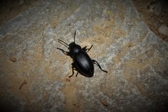 Euboeus tentyrioides