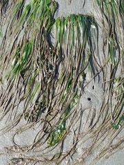 Phyllospadix scouleri