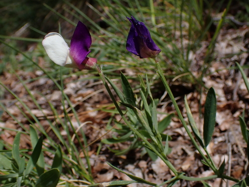 Image of Lathyrus magellanicus by (c) Nolan Exe, some rights reserved (CC BY)