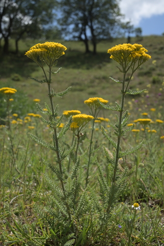 Arabian yarrow