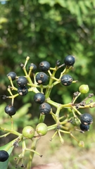Coptosperma