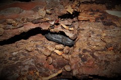Lacon punctatus