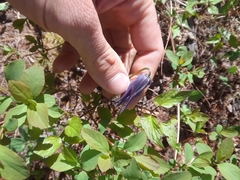 Clematis occidentalis grosseserrata