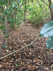 Melicytus ramiflorus ramiflorus