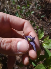 Clematis occidentalis grosseserrata