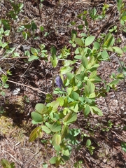 Clematis occidentalis grosseserrata