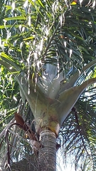 Dypsis ampasindavae