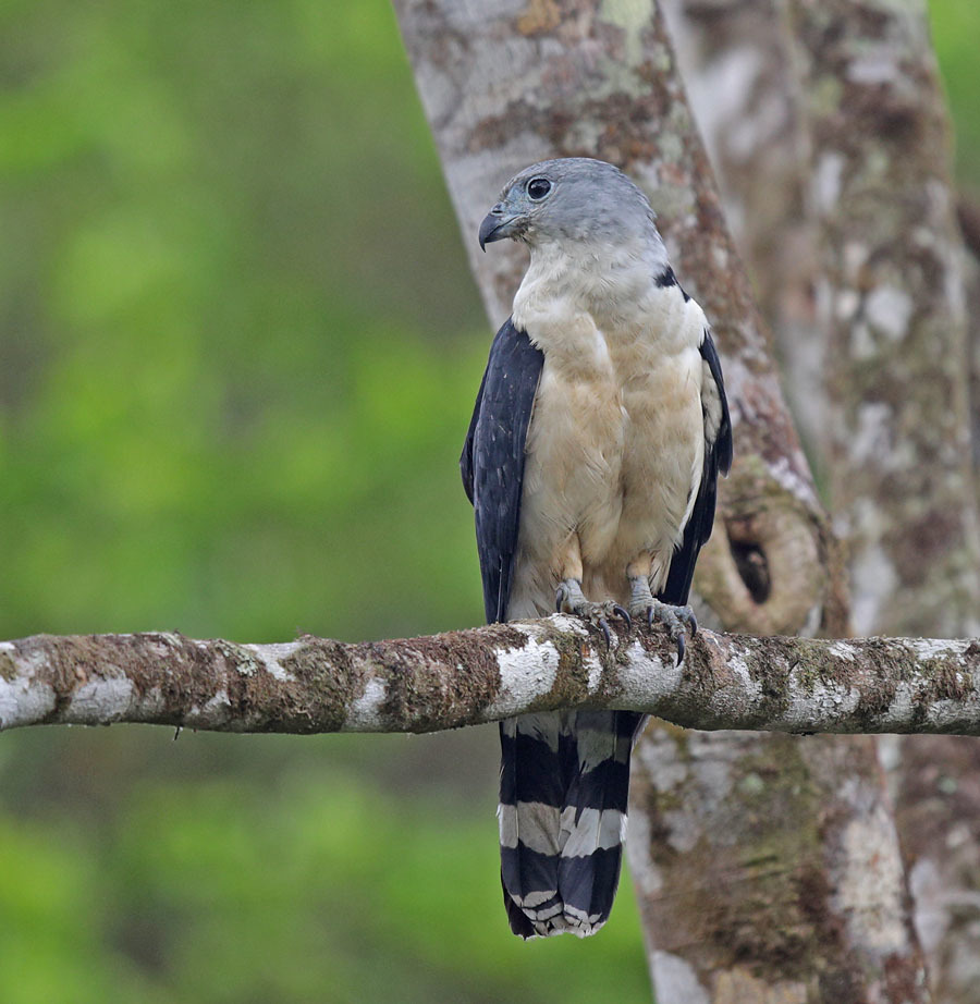 Gavilán cabeza gris (aves de Palenque) · iNaturalist